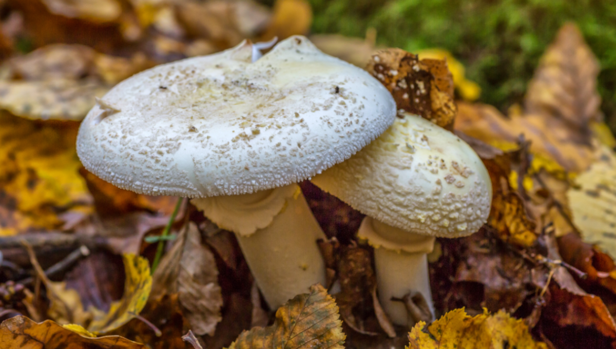 Death Cap Mushrooms