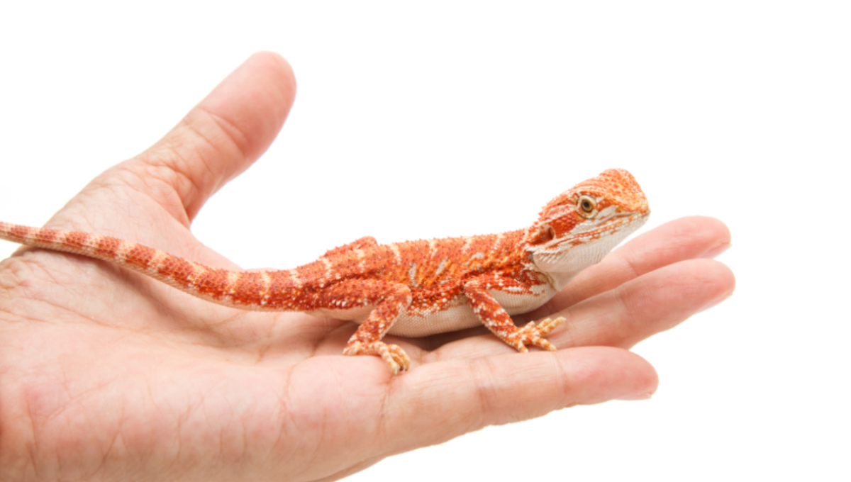 Pet bearded dragons