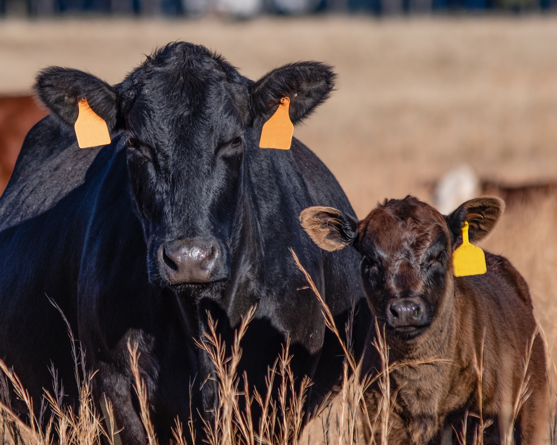 cowtags