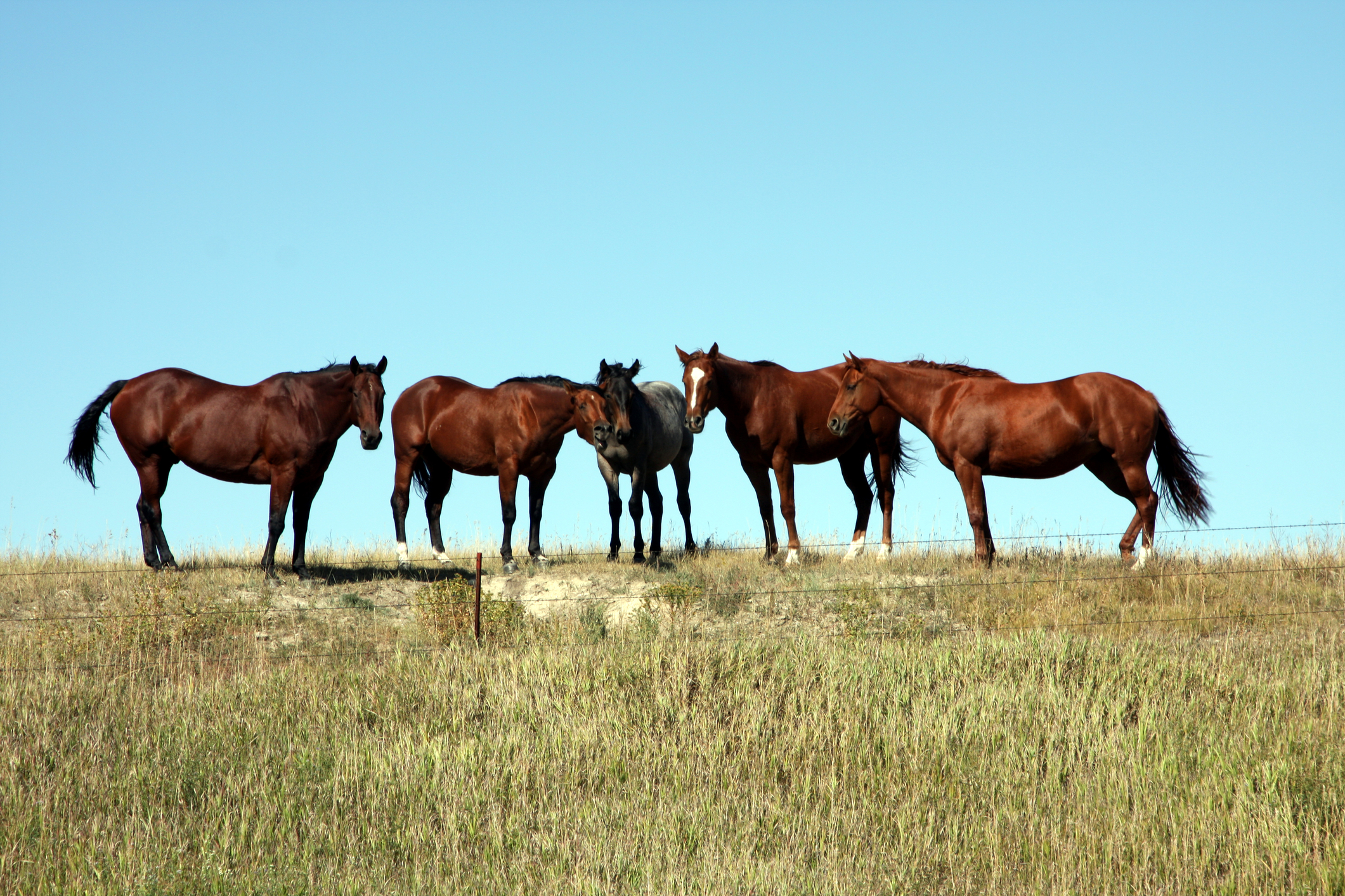 wildhorses