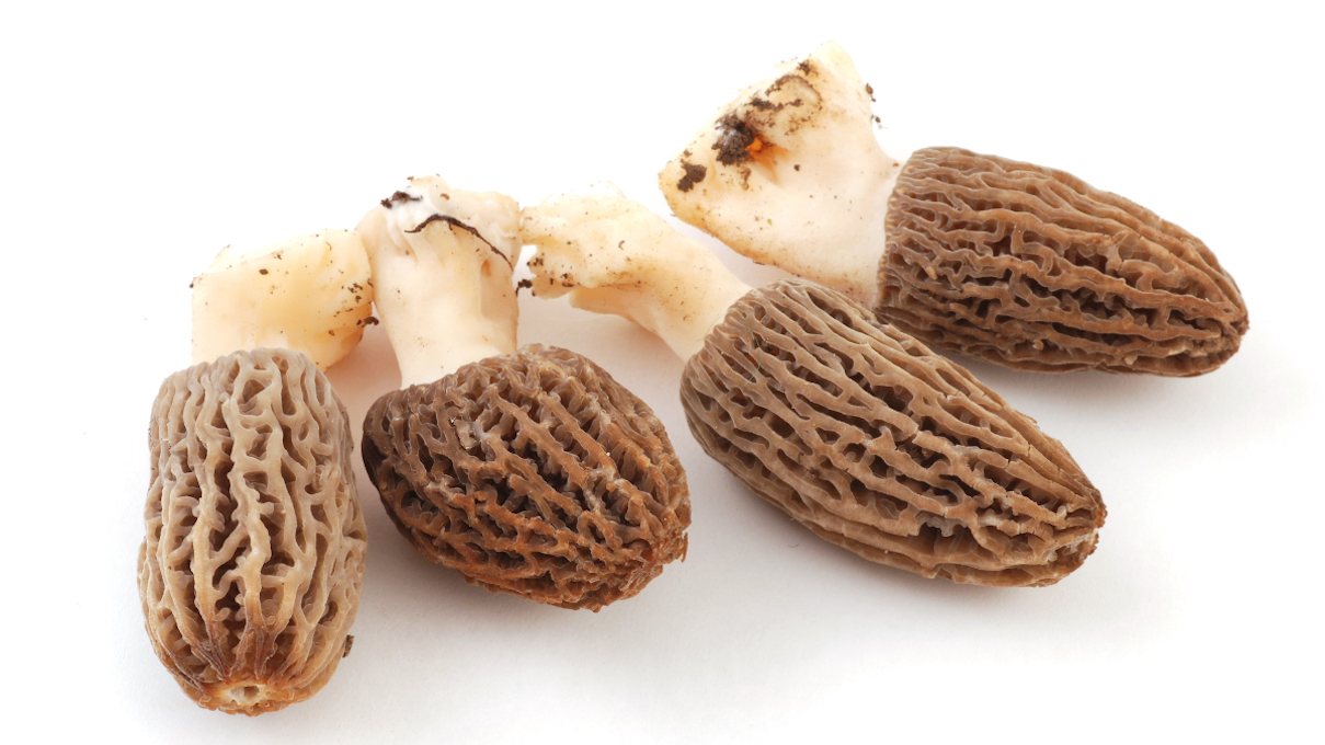 morel mushrooms