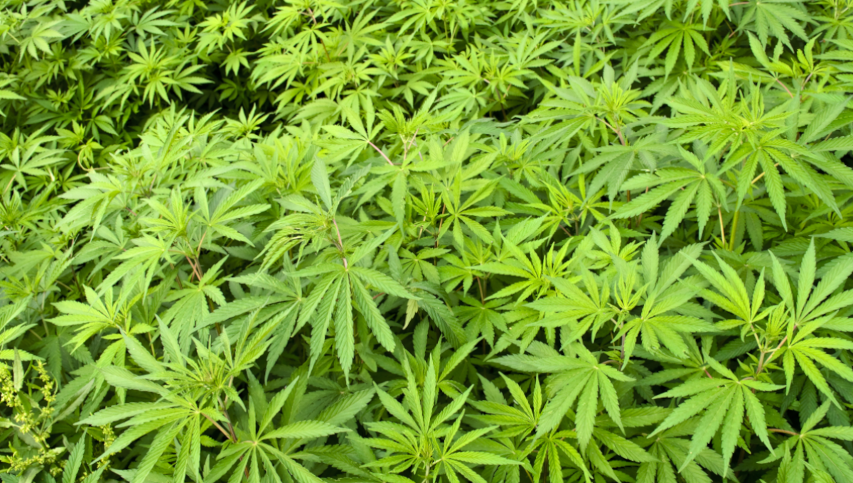 marijuana