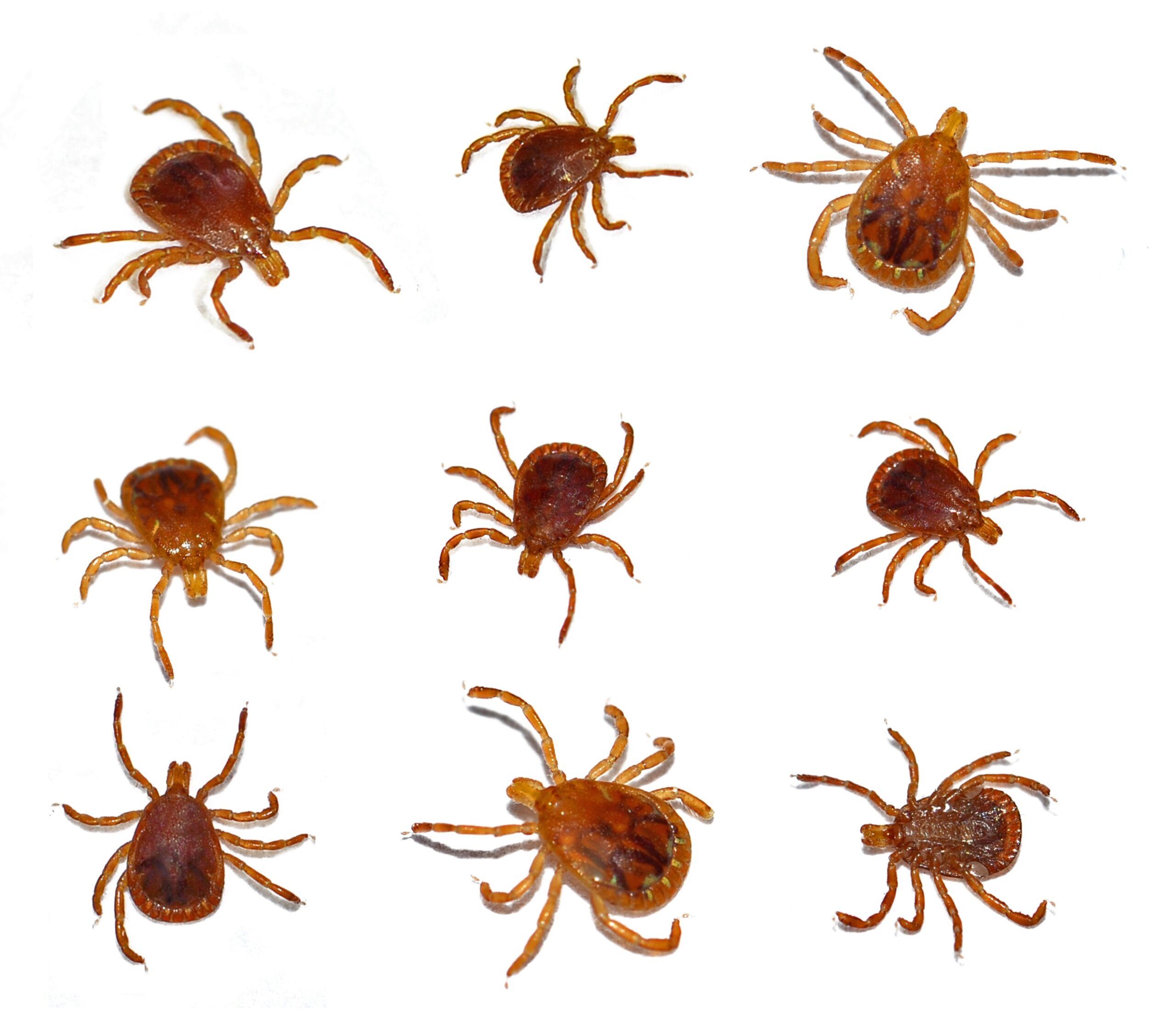 ticks