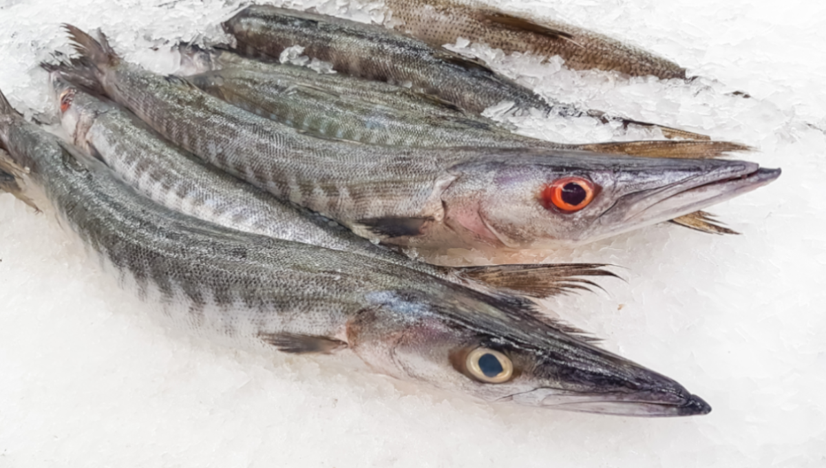 Barracuda on Ice