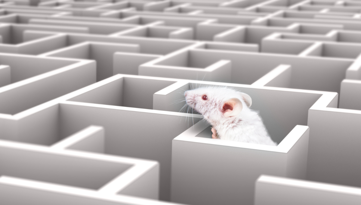 Mouse maze