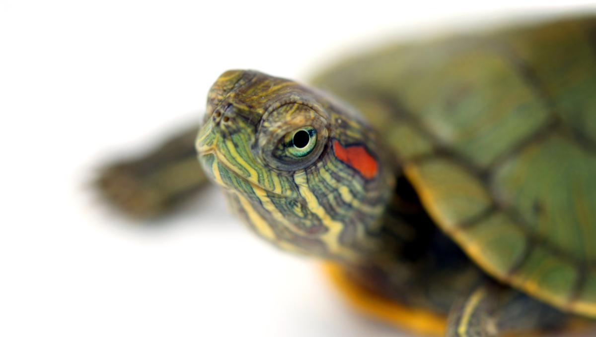 Small turtles bought online linked to salmonella outbreak affecting  children 