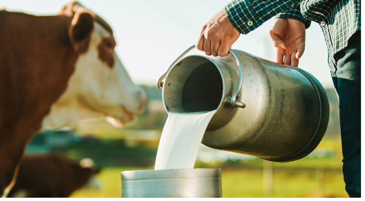 raw milk farmer cow illustration