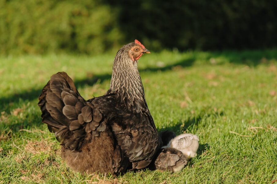 hen