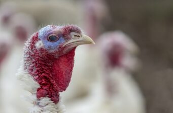 turkey