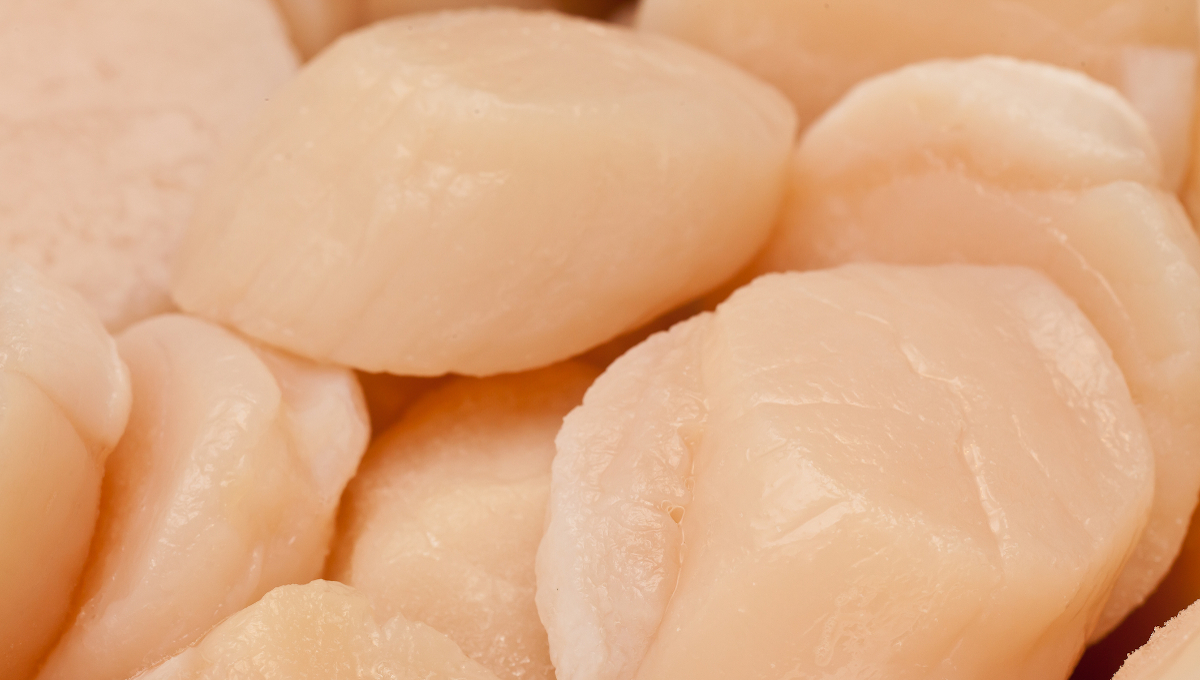 raw scallops