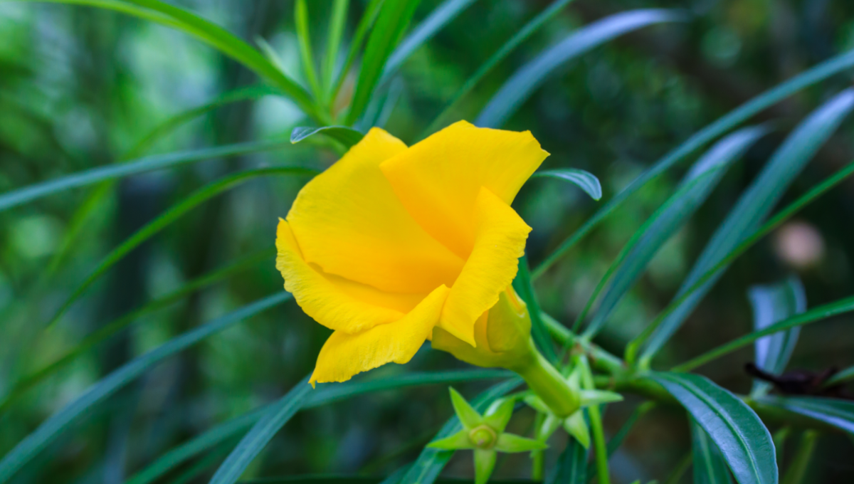 yellow oleander