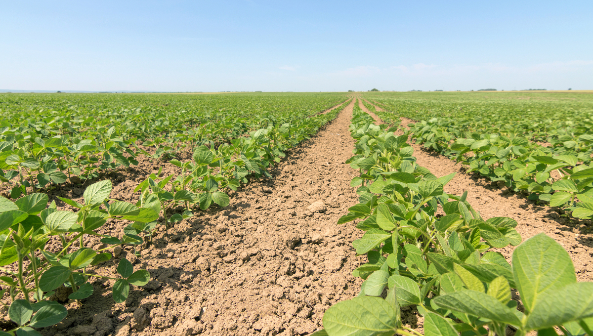 soybean field