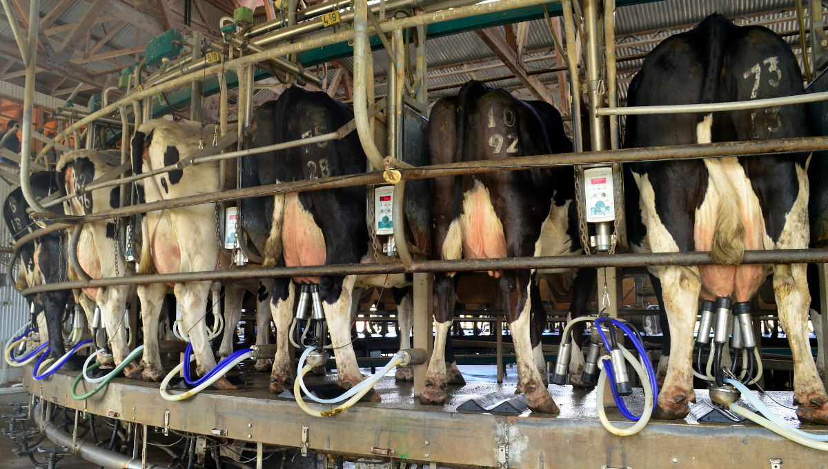 milking dairy cattle