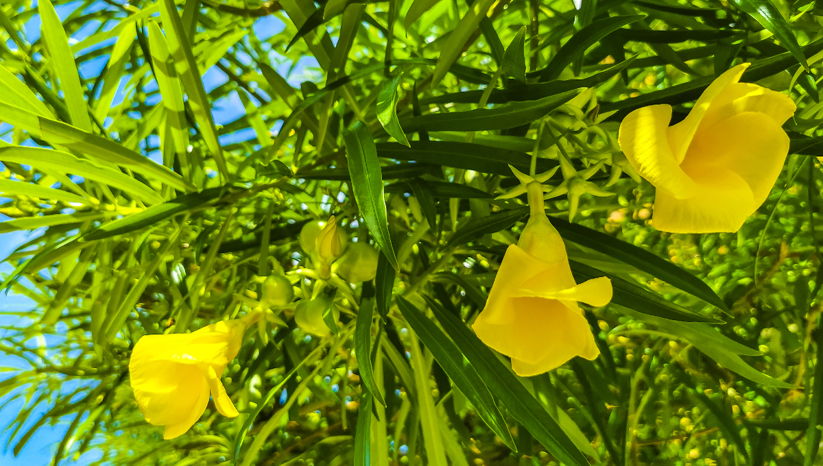 toxic yellow oleander