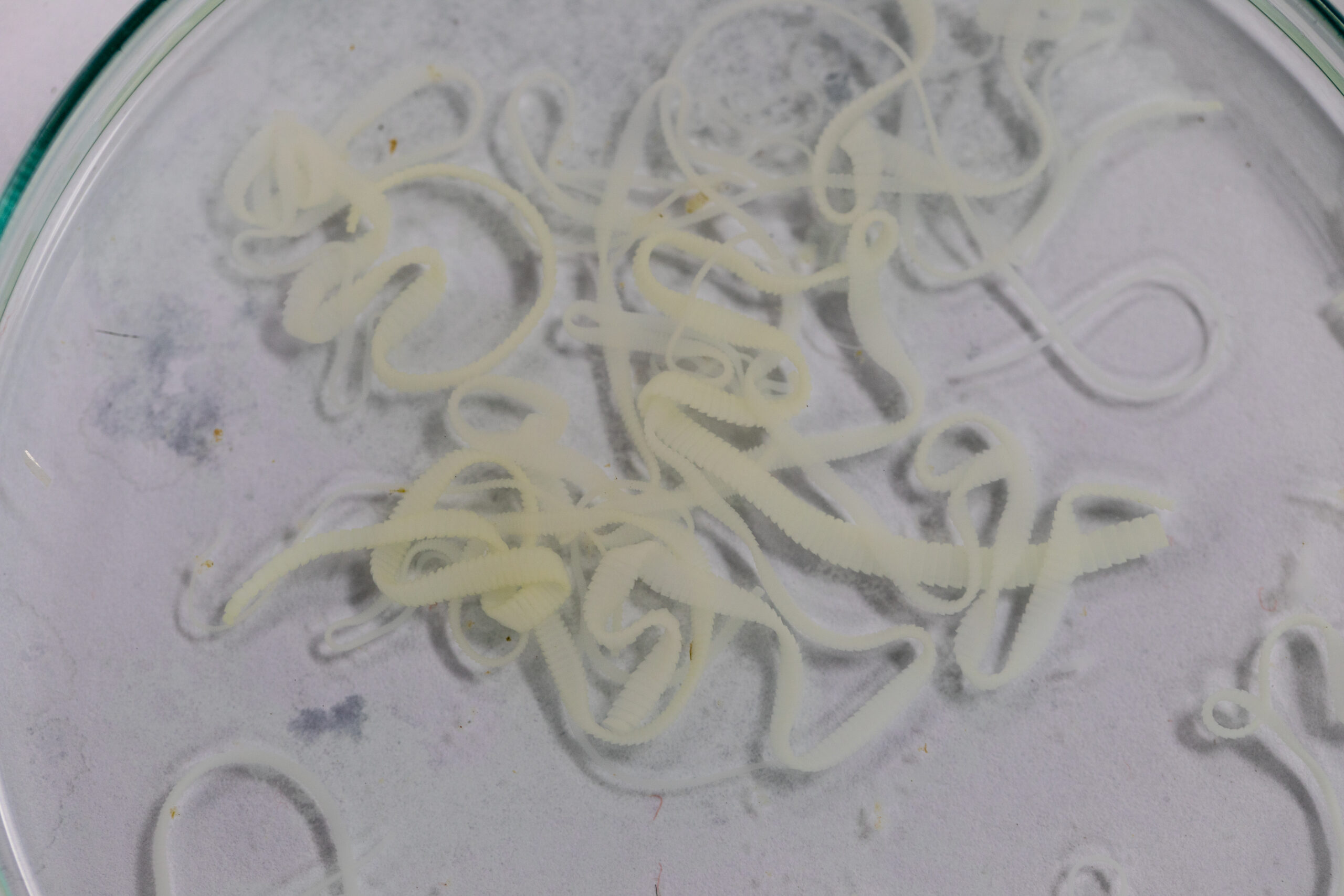 Pork-tapeworm