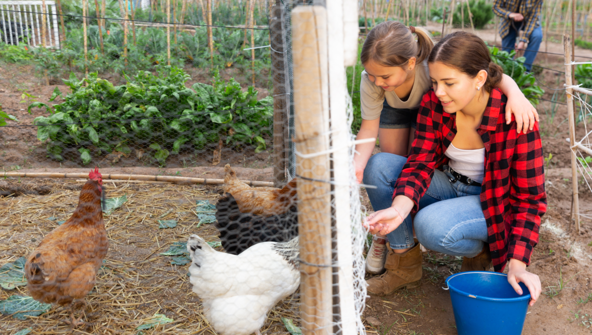 backyard poultry