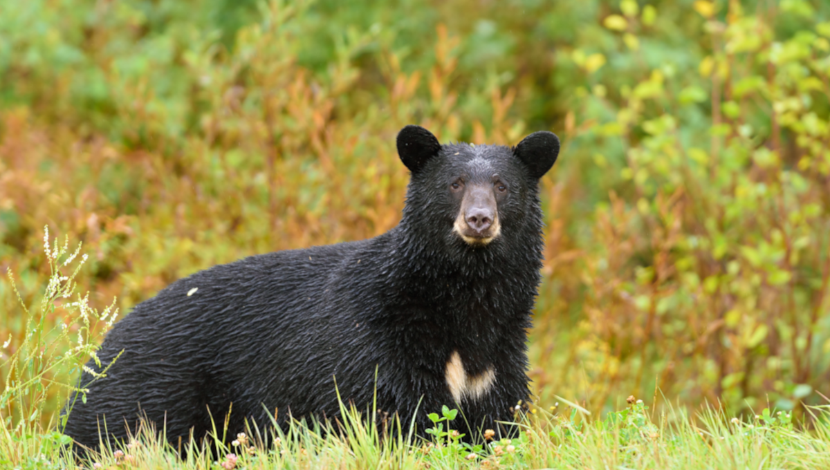 Black bear