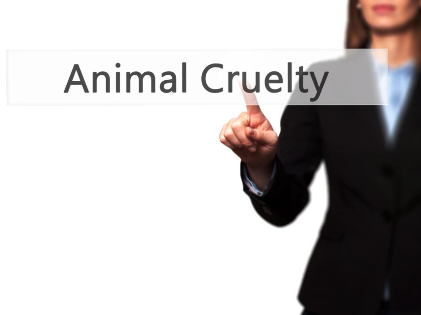 animal cruelty
