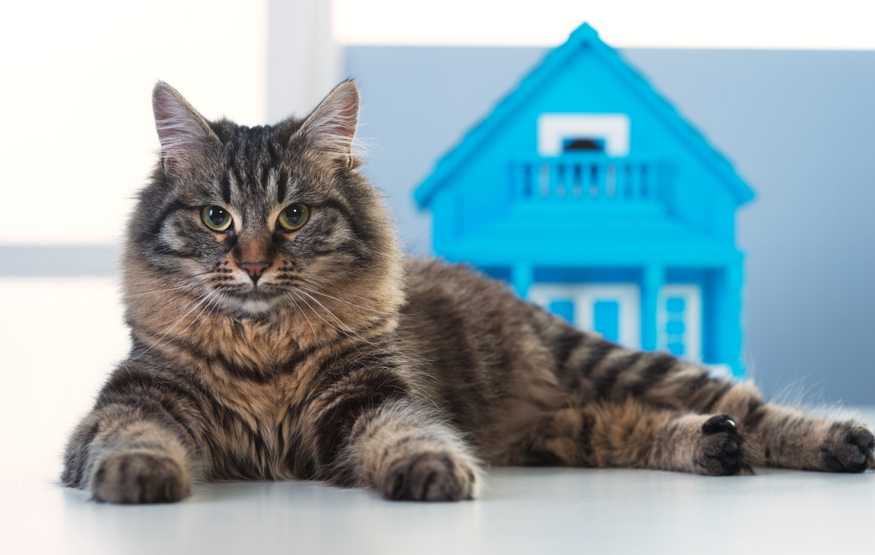 housecat