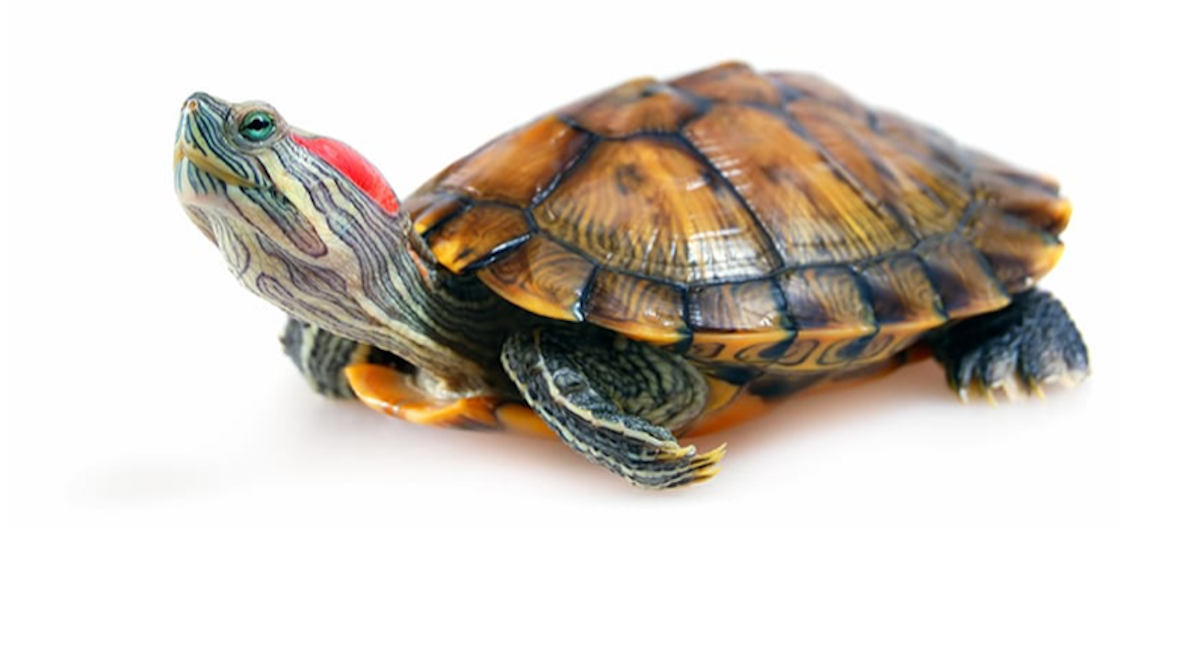 pet turtle