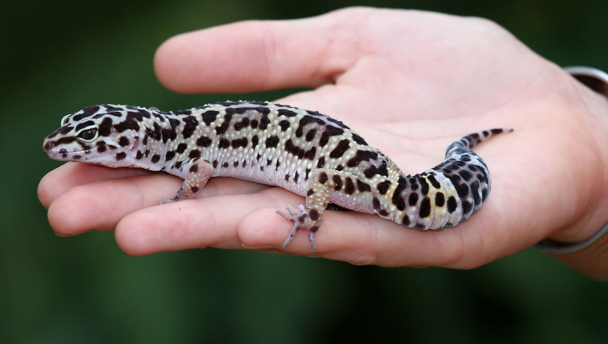 gecko