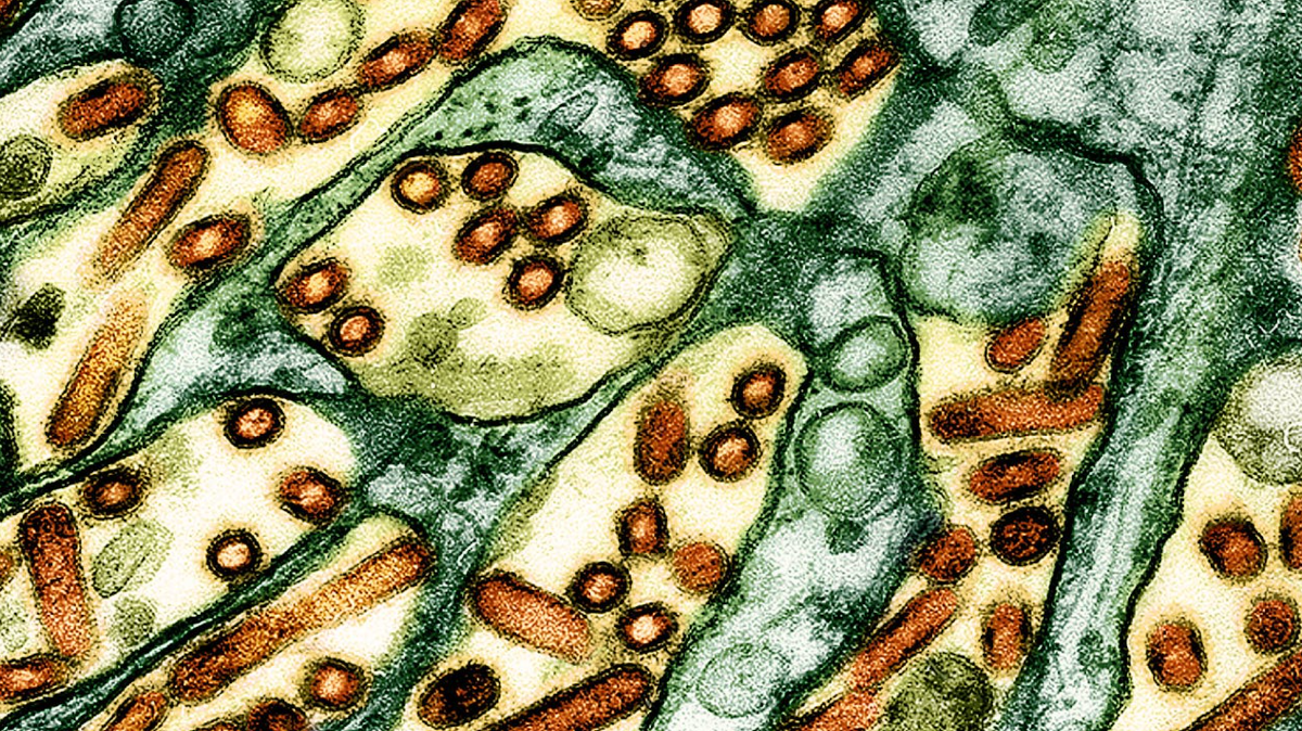 bird flu H5N1