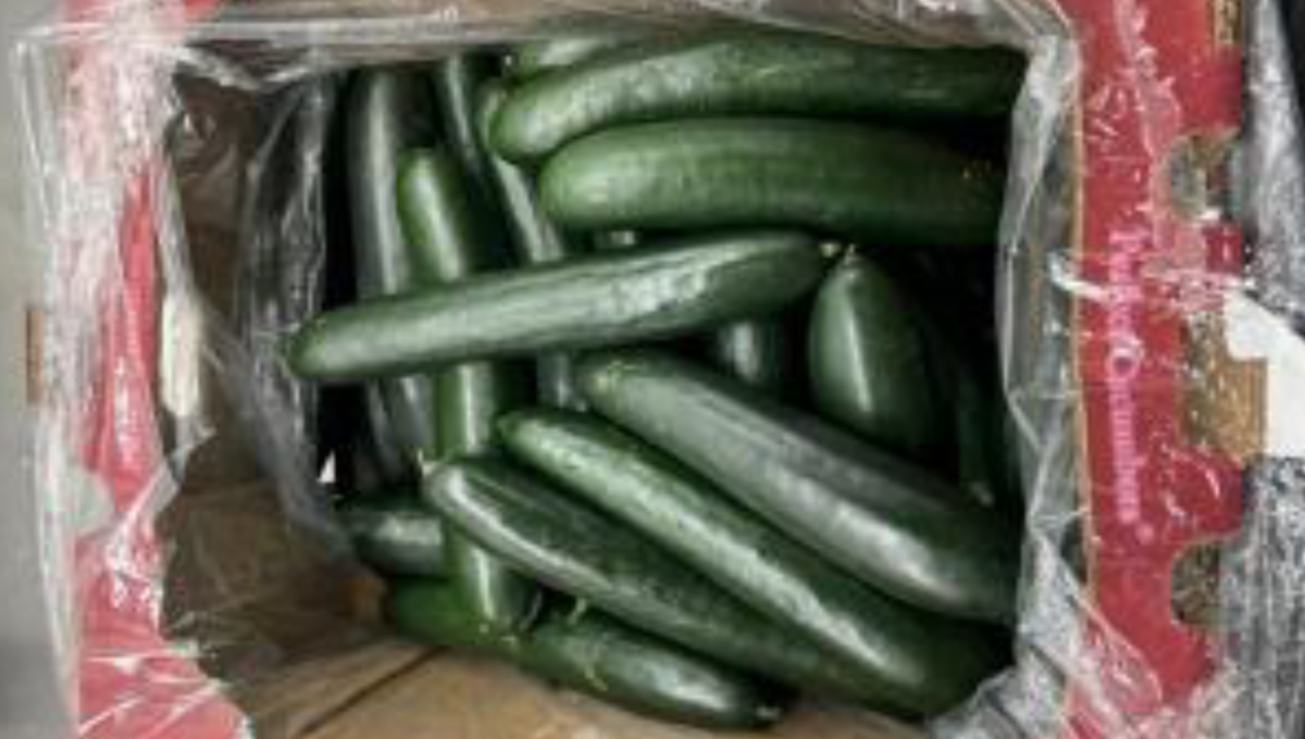 recalled cucumbers