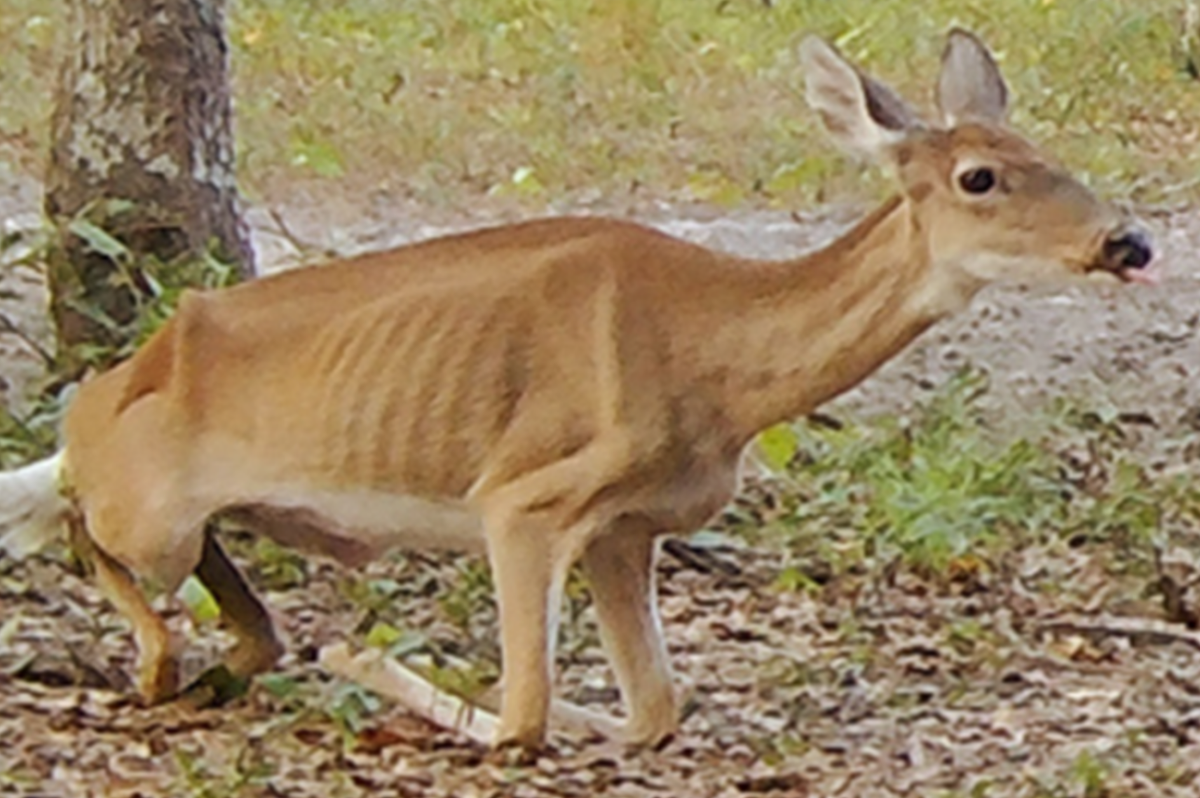 deer chronic wasting disease