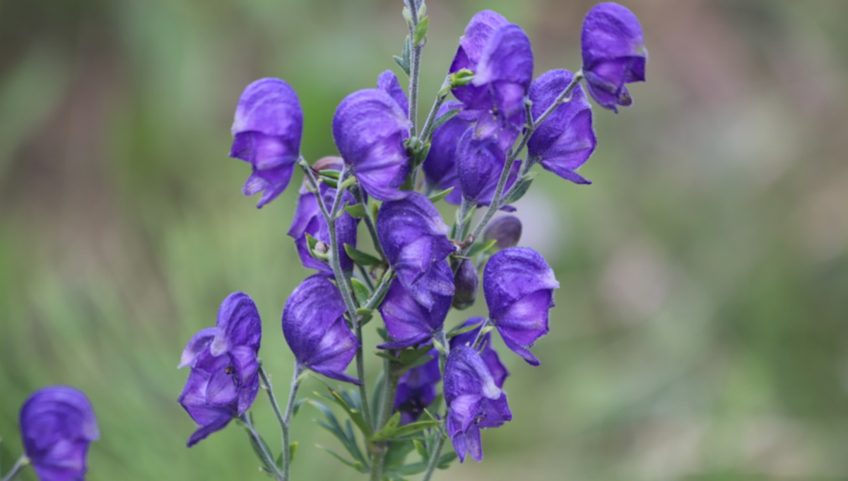 monkshood
