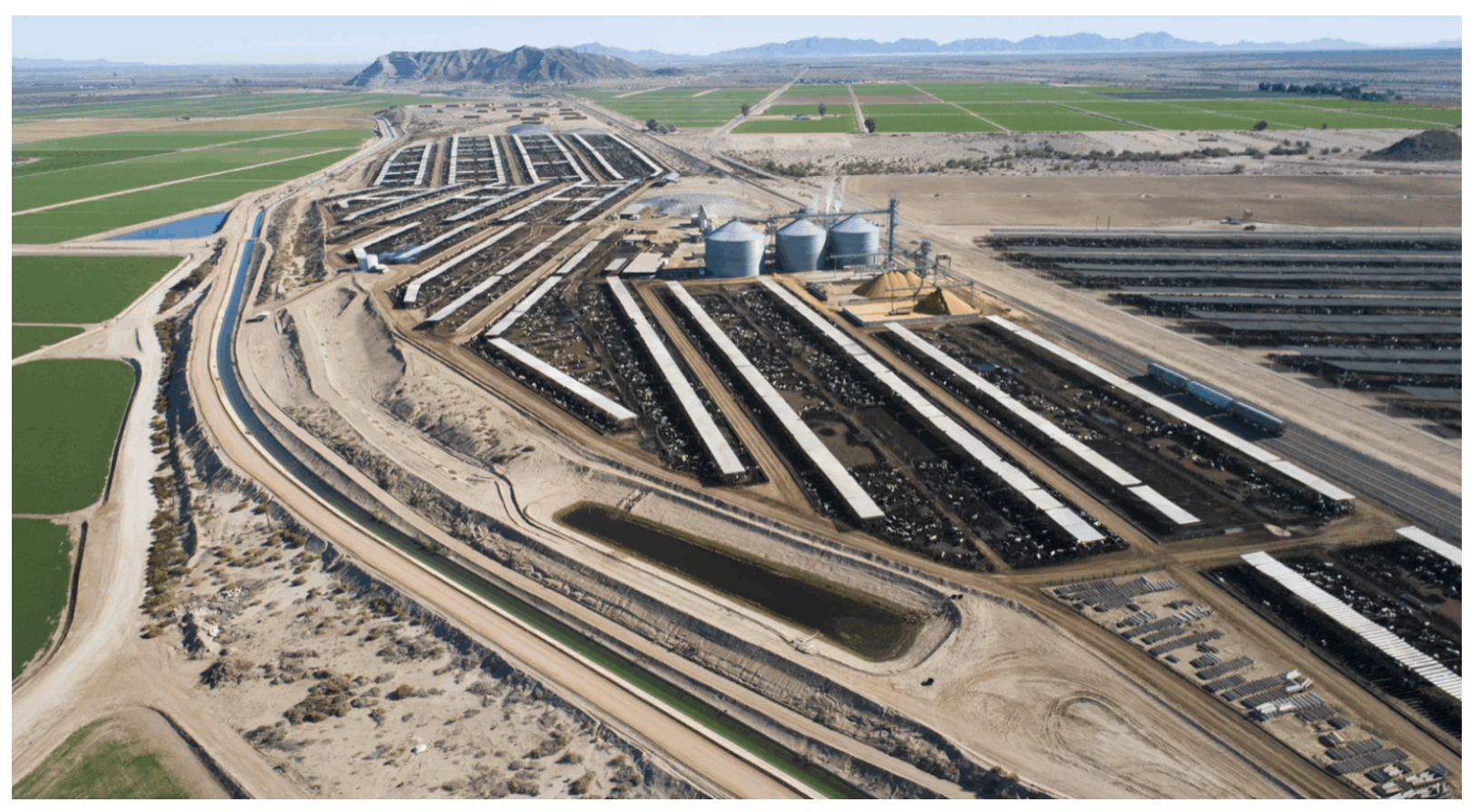 feedlot and leafy greens