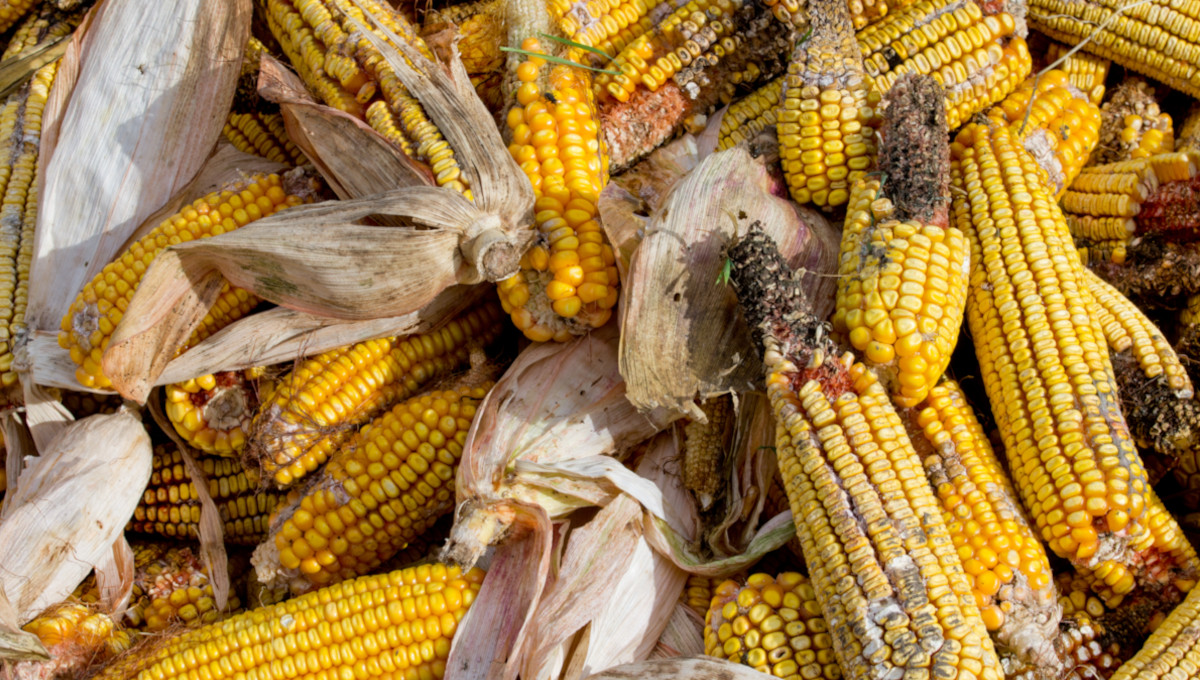 Fusarium graminearum