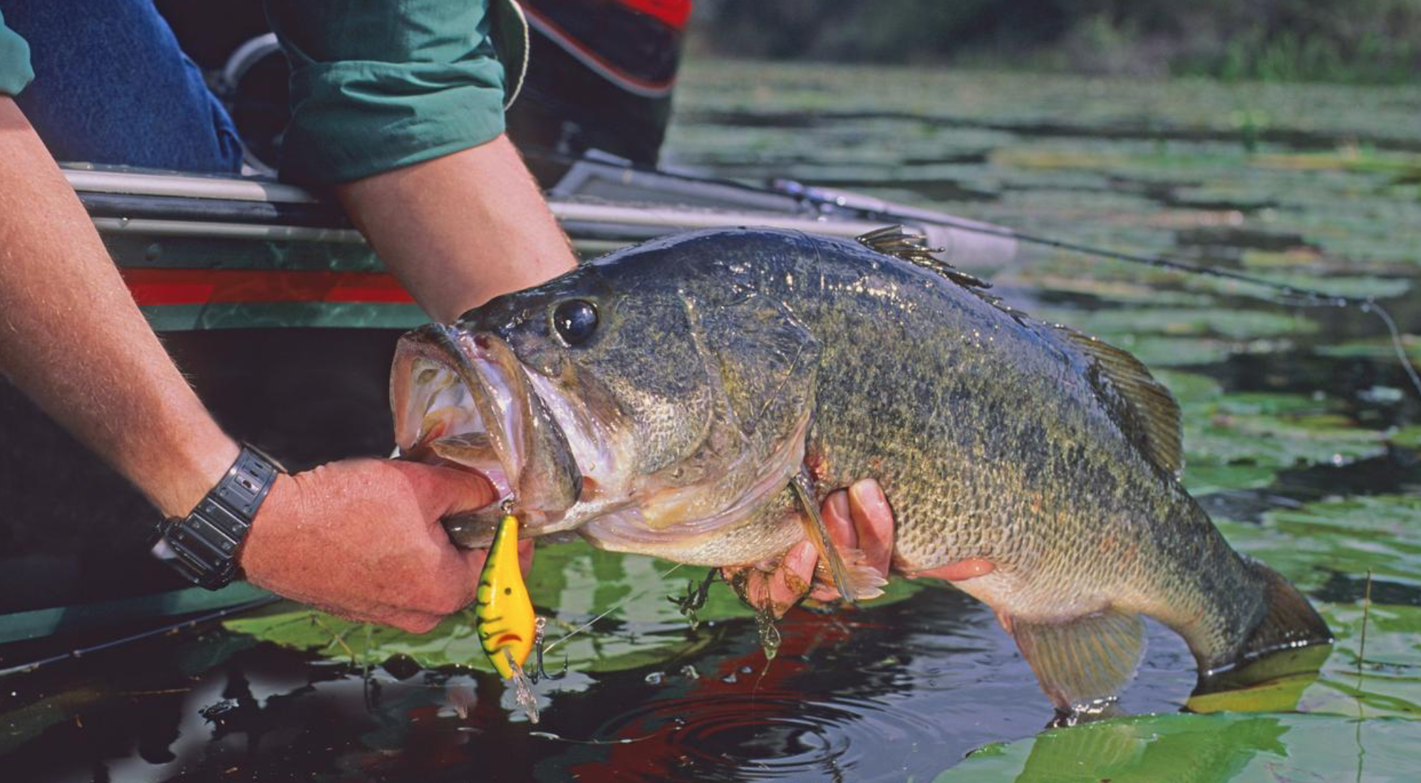 fish with parasites