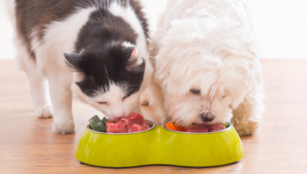 Pet food dangers: How contaminated raw diets and kibble threaten human health