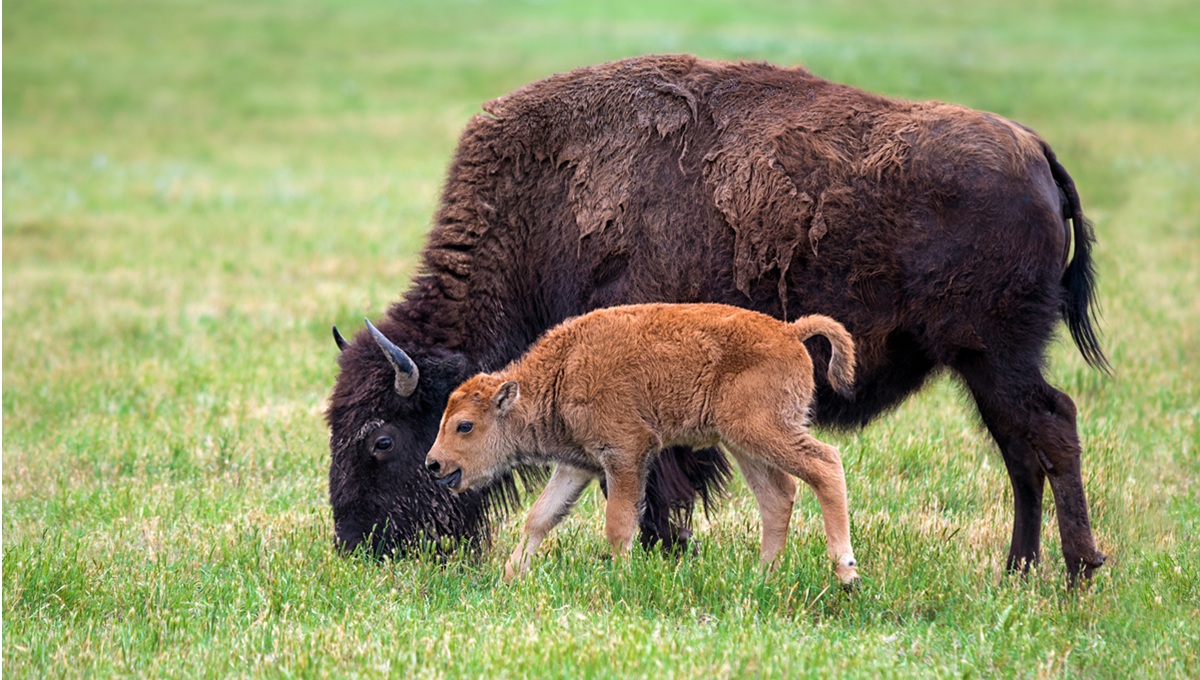 Scientists uncover manure tank’s role in Salmonella outbreak